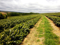 Brazil - Fazenda Cruziero