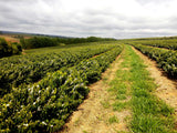 Brazil - Fazenda Cruziero