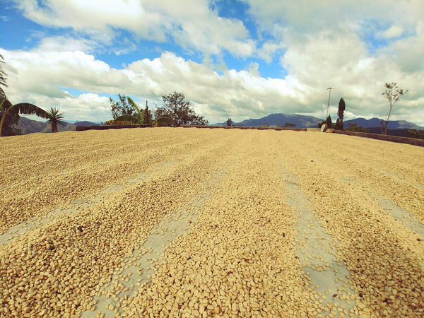 Mexico - Nueva Esperanza Organic DECAF