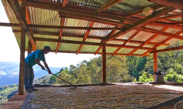 Peru- La Naranja Organic (out of stcok)