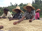Ethiopia - Taferi Kela