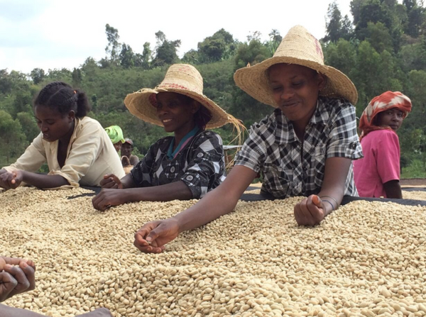 Ethiopia - Taferi Kela