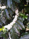 Brazil - Fazenda Cruziero